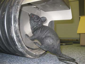 Rat Protection Flap rattenstop rats Flap WC retrofitting DN 110-100-90 Rat 